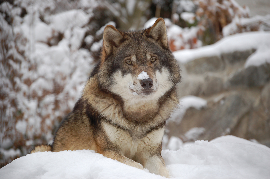 El millonario que odia a los lobos es detenido por caza furtiva