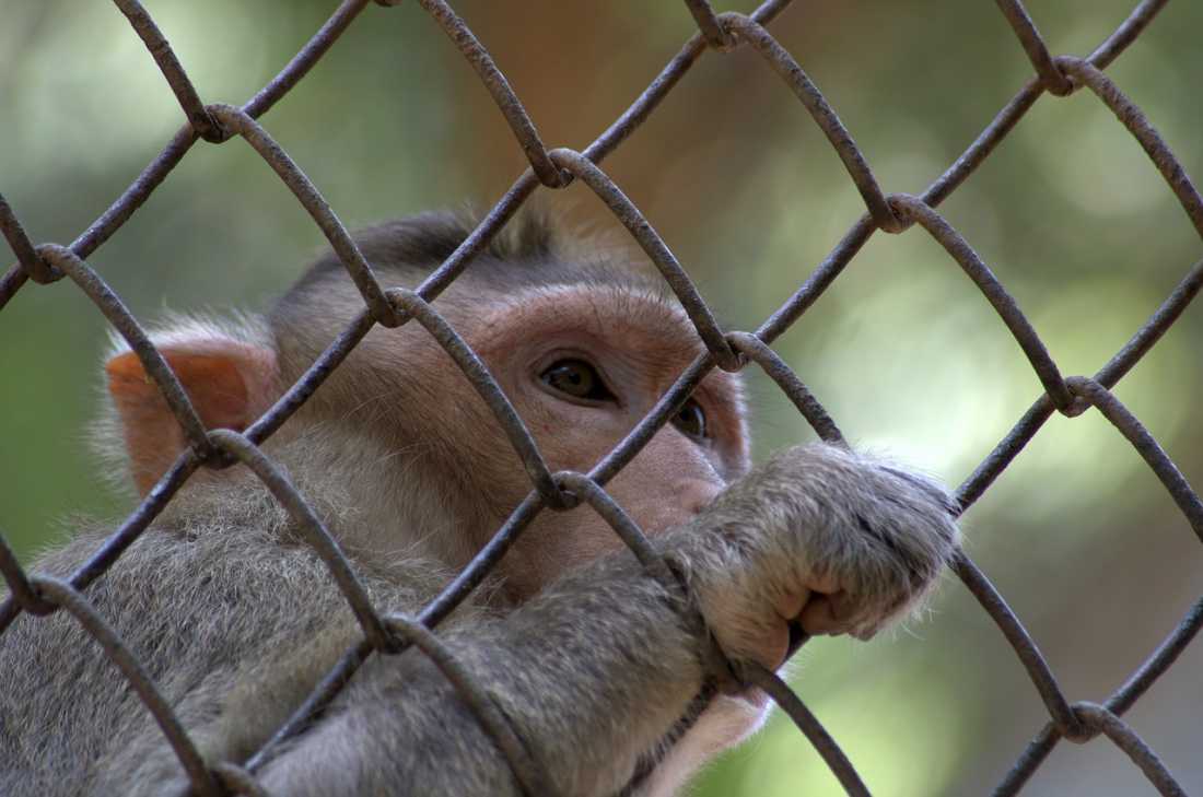 Bebé pierde la vida en manos de un mono que lo secuestró