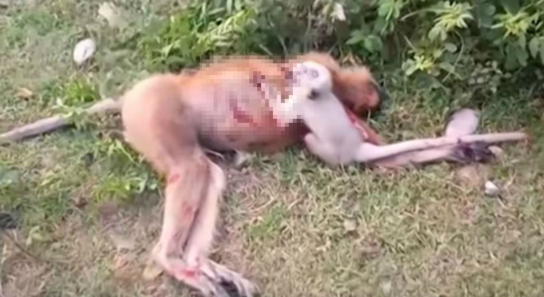 VIDEO: Bebé mono llora desconsolado al lado del cadáver de su madre