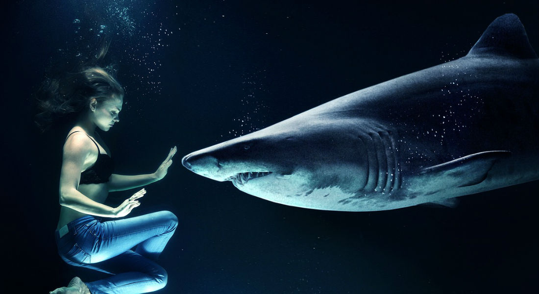 Nadar con tiburones, una experiencia para superar mitos y realidades