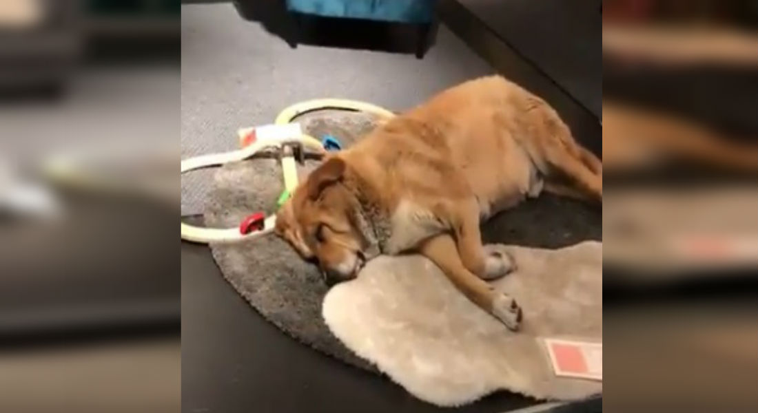 Ikea abre sus puertas para cuidar a los perritos callejeros del frío