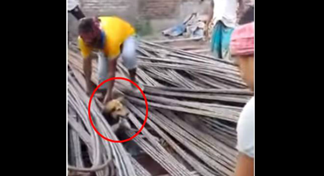 VIDEO: Albañiles rescatan a perrito atrapado bajo varillas de acero
