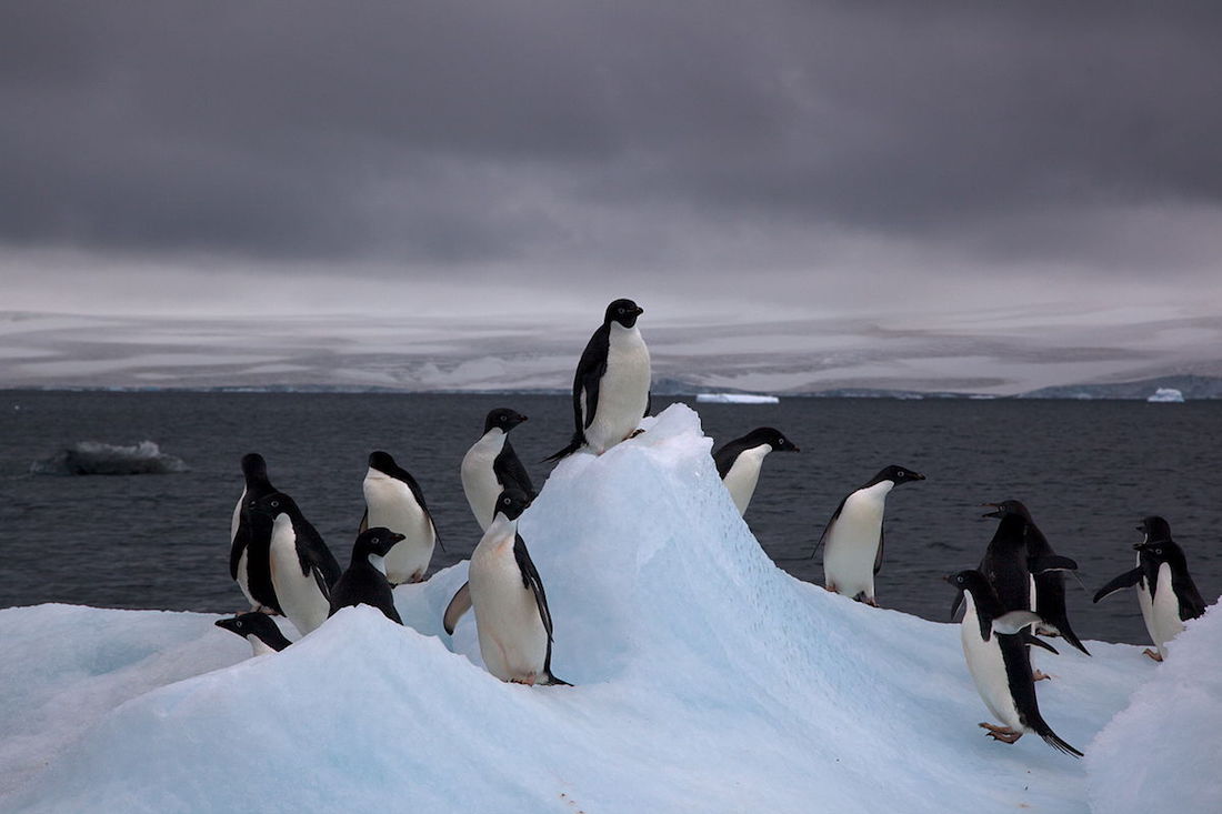Animales se quedan sin megasantuario en la Antartida