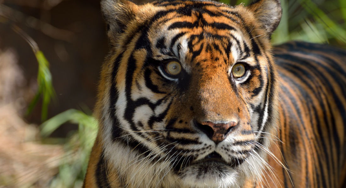 Un tigre de Sumatra es liberado del sótano de una tienda en Indonesia