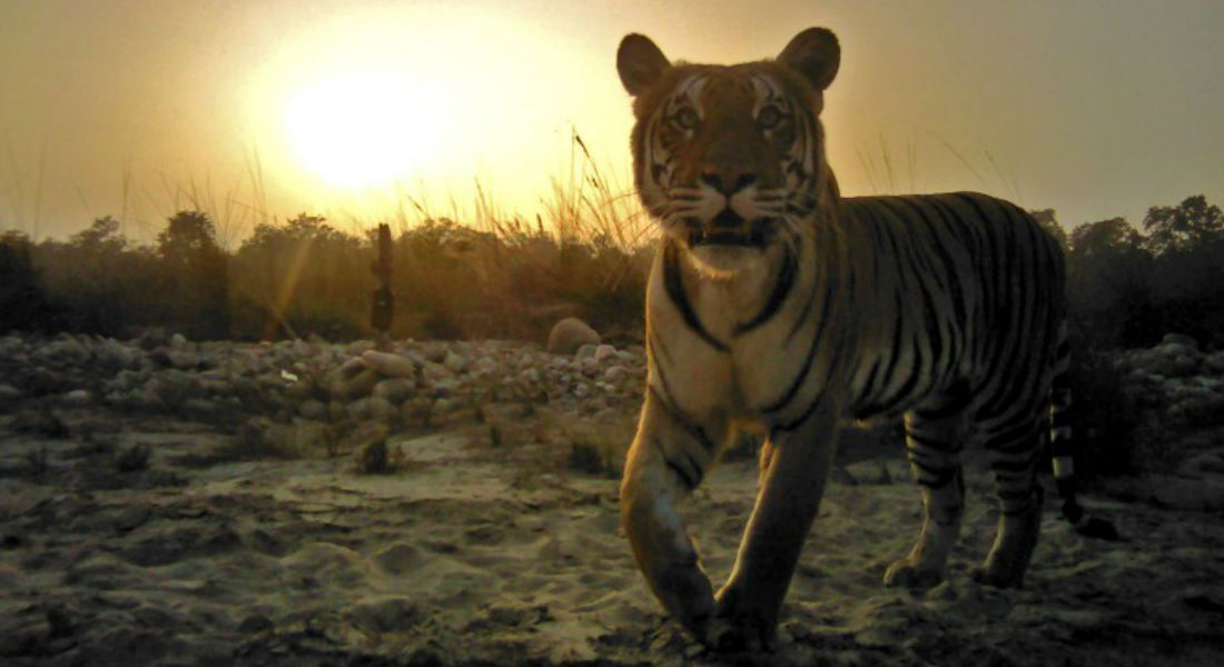 Colocan en Nepal cámaras escondidas para contabilizar tigres
