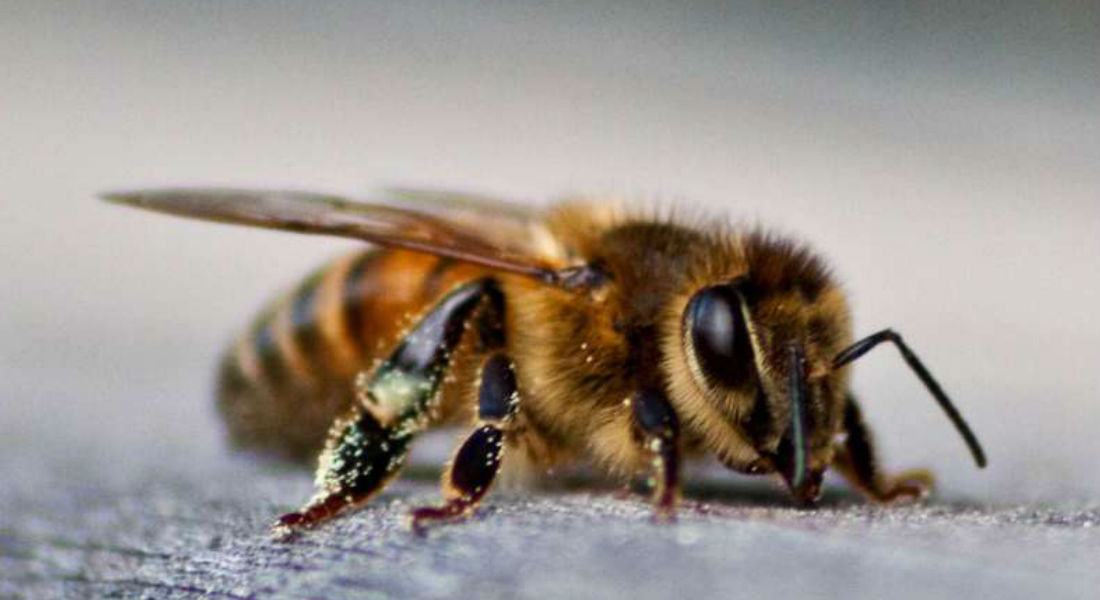 Así es como puedes salvar a las abejas viendo “nopor” en internet