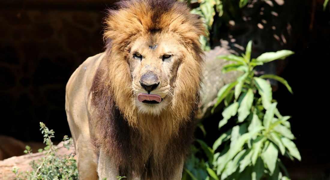 VIDEO: Cazadores matan a tiros a un león y celebran así su “hazaña”