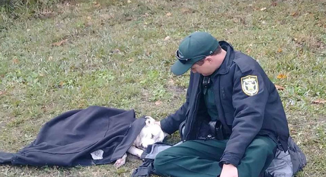 Policía se gana su lugar en el cielo al proteger a una perra atropellada