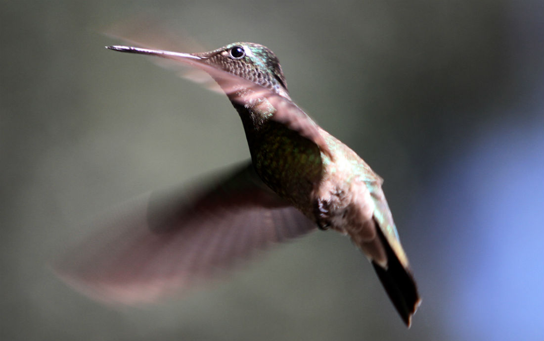 UNAM busca proteger al colibrí mexicano