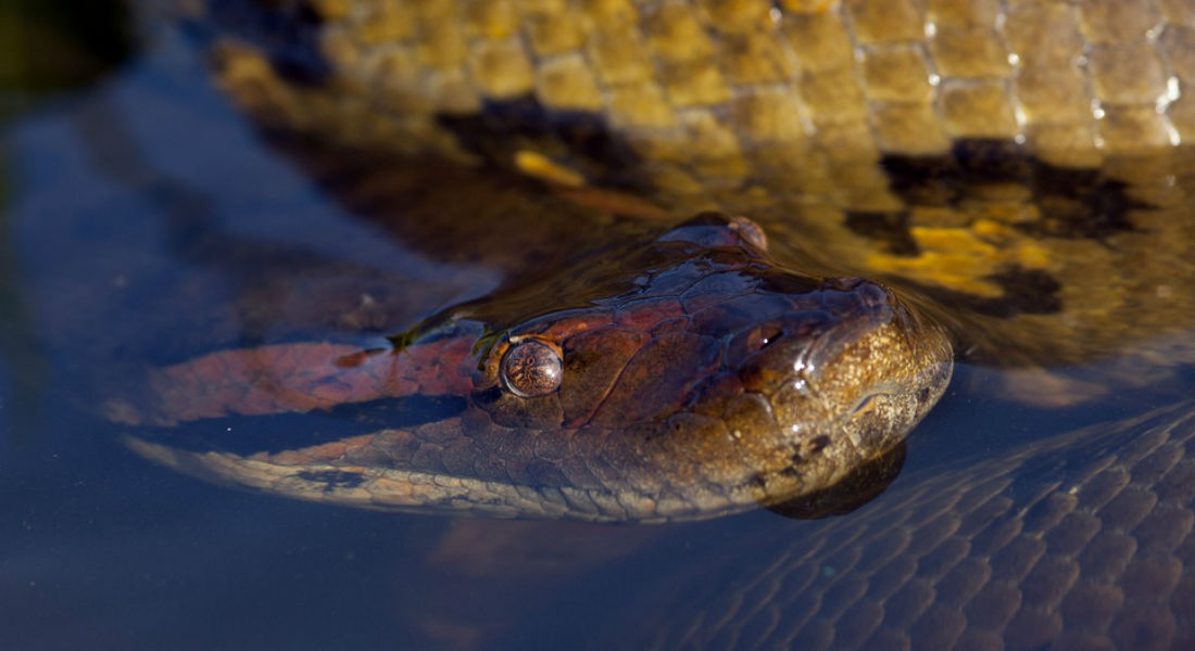 VIDEO: Impactante anaconda se enfrenta a buzos en Brasil