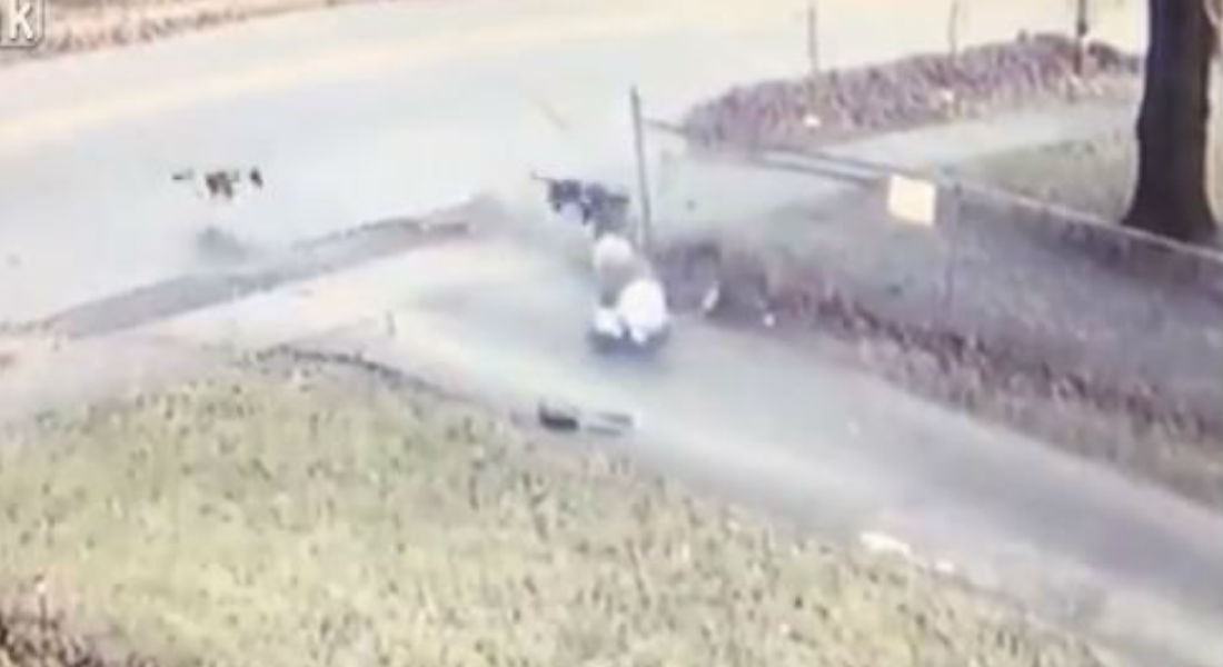 VIDEO: Captan agresión de cuatro perros en contra de una anciana