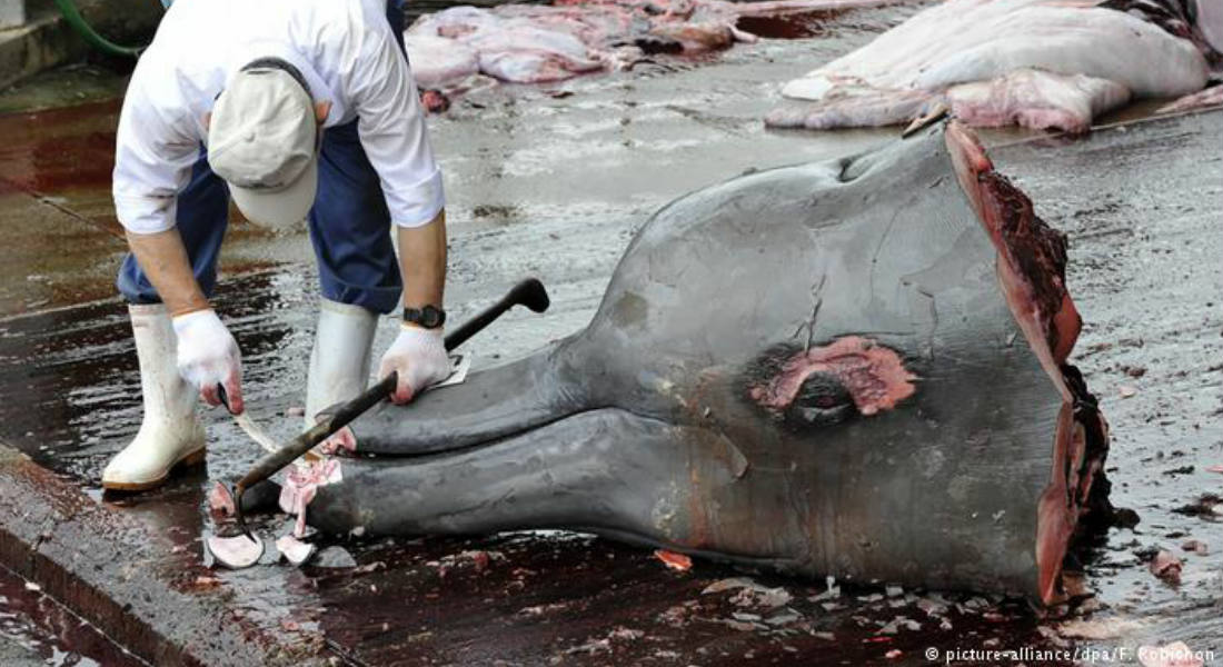 Japoneses se aprovechan del consumo legal de carne de ballena