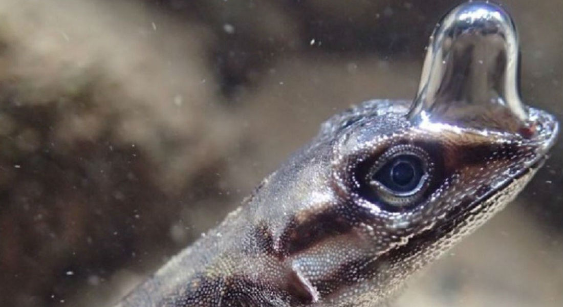 VIDEO: La lagartija buceadora, un regalo más de la naturaleza