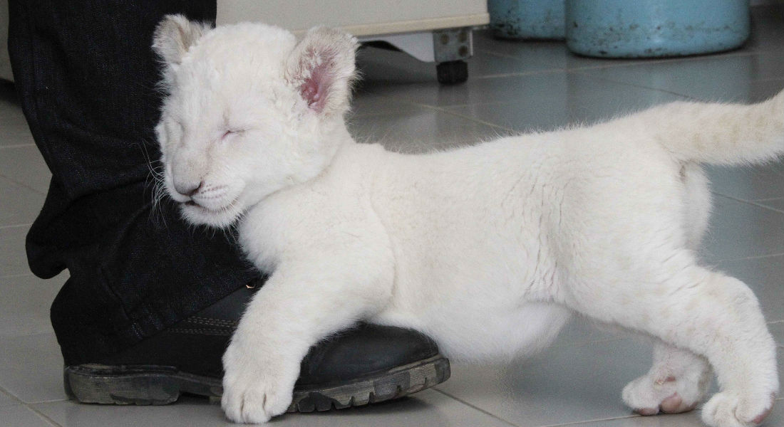 Nace “Nieve”, la cuarta cachorra de león blanco en Tlaxcala