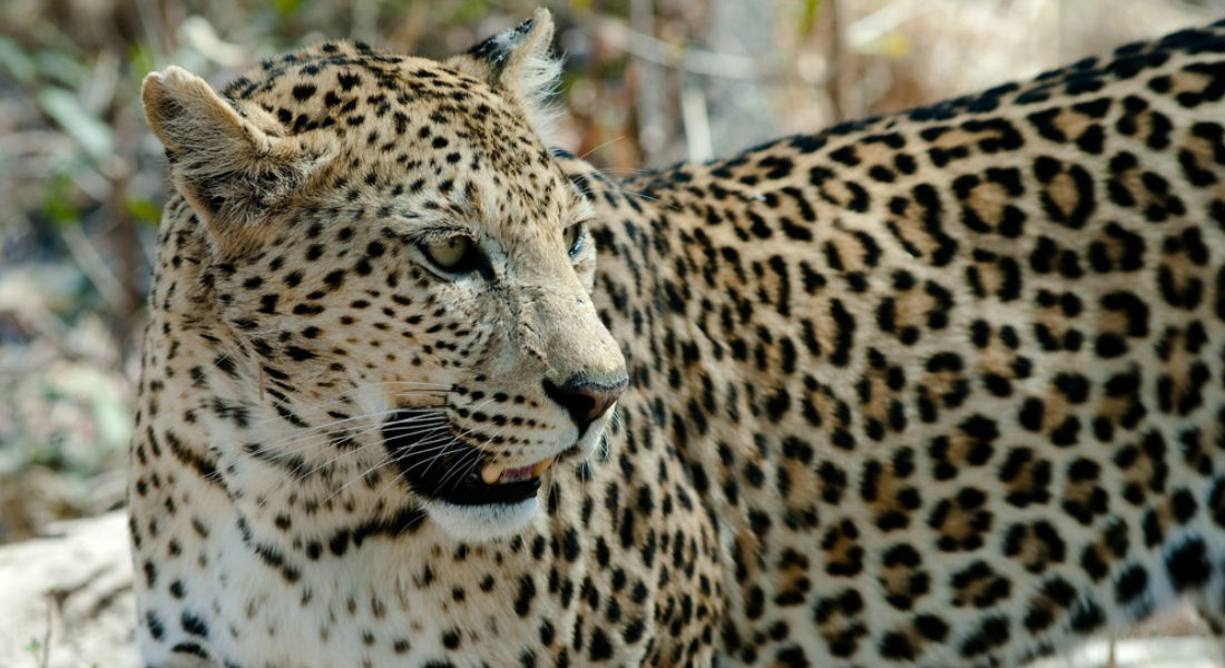 Fallece niño de tres años por un ataque de leopardo en India
