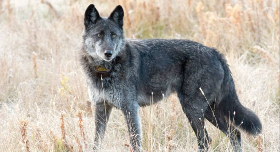 Cazador termina con la vida de famosa loba en Parque Nacional de Estados Unidos