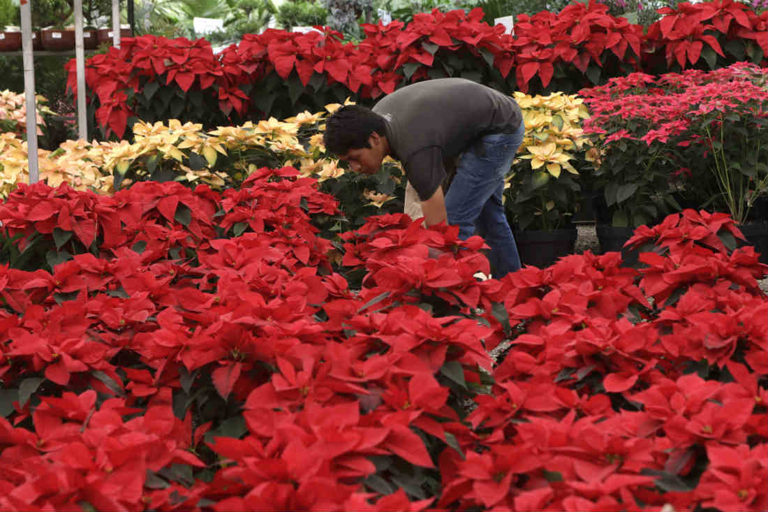 Sabías que… Hoy es Día Nacional de la flor de nochebuena