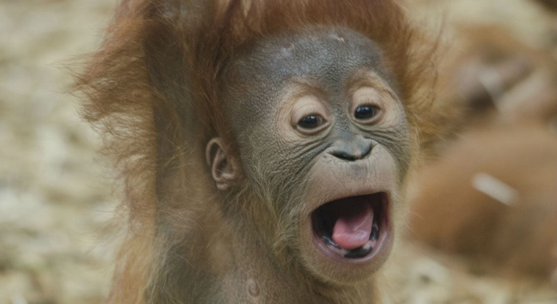 Orangutana albina recobra la libertad en una jungla de Borneo