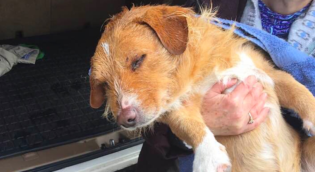Perro queda ciego y sordo tras recibir cien disparos con pistola de aire