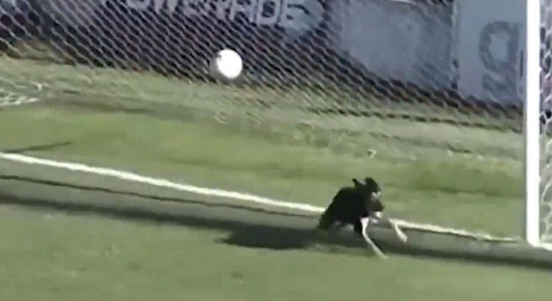 VIDEO: Tras error del portero, perrito se convierte en héroe y salva el gol