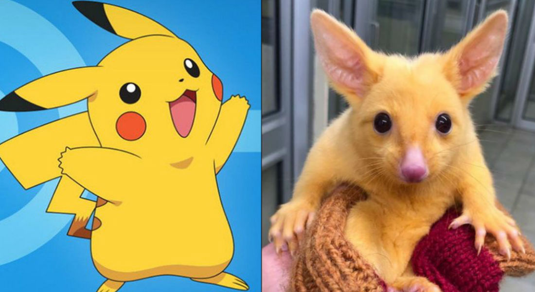 Te presentamos al Pikachu de la vida real que enloqueció las redes sociales