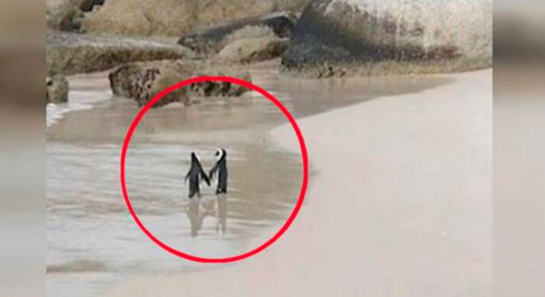 VIDEO: Pareja de pingüinos tomados de “las manos” demuestran que el amor eterno existe