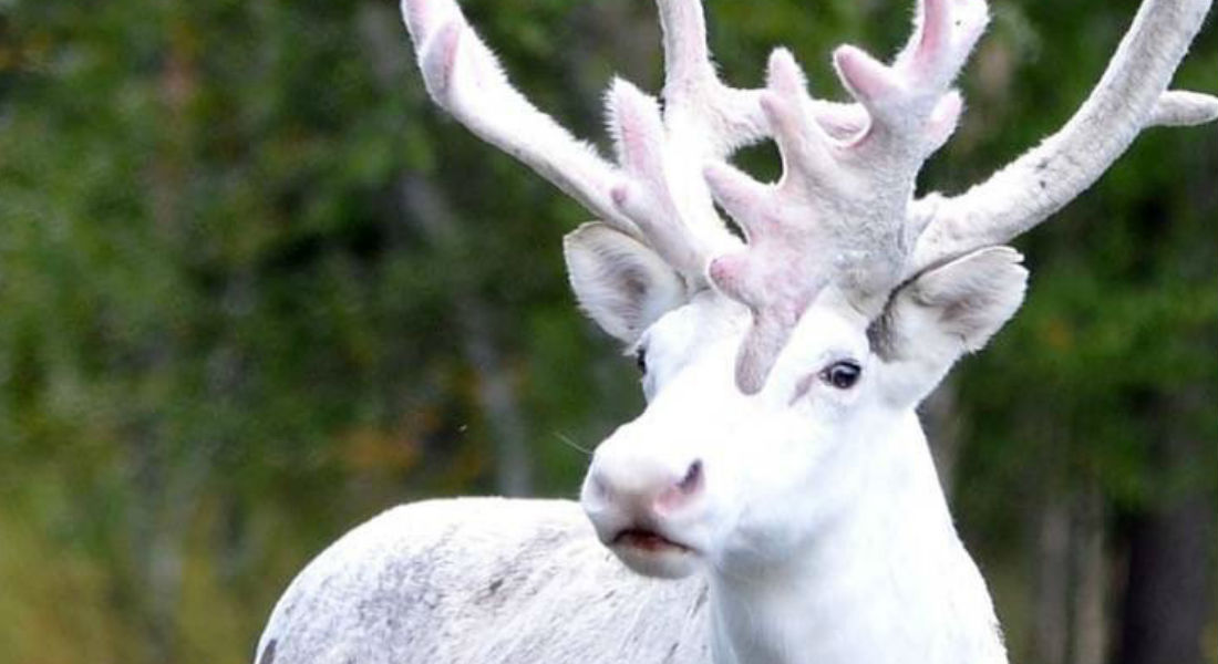 Captan a un hermoso y raro ejemplar de reno blanco en Noruega