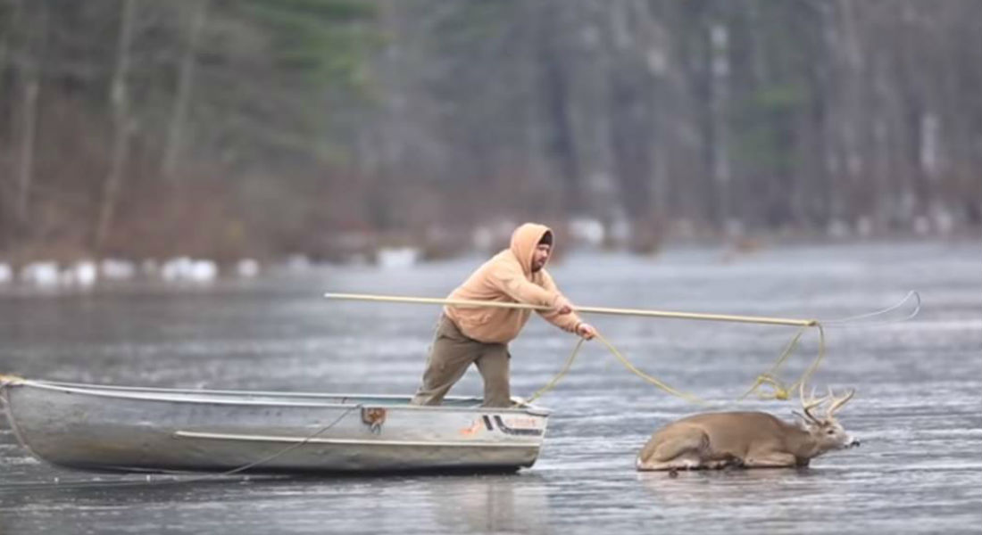 VIDEO: Captan dramático rescate de un ciervo atrapado en un lago congelado