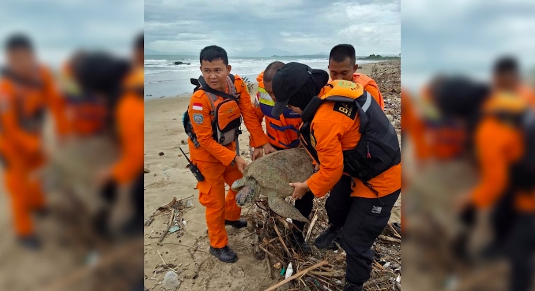 Rescatistas en Indonesia también salvan a tortugas tras el tsunami