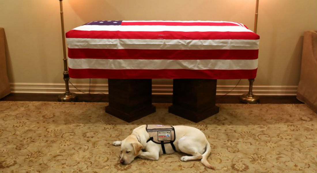 Sully, el perro fiel que no se separa del ataúd del expresidente George H.W. Bush