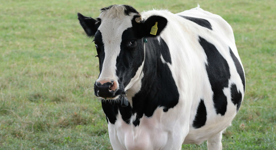 VIDEO: Vaca intrépida libra el matadero y termina en un santuario