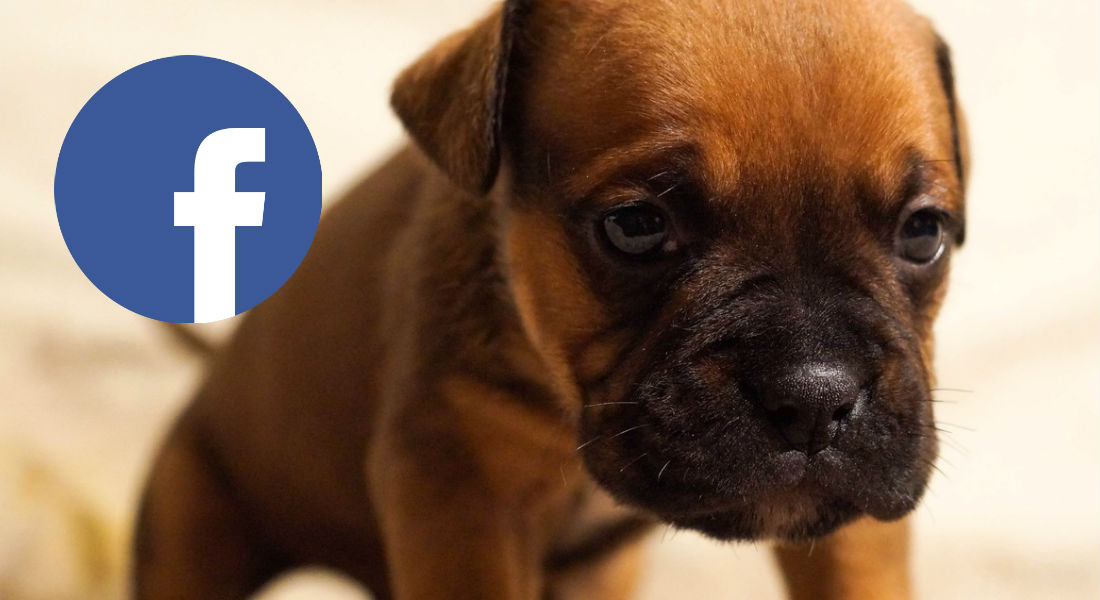 Facebook prohíbe la venta de animales en sus plataformas