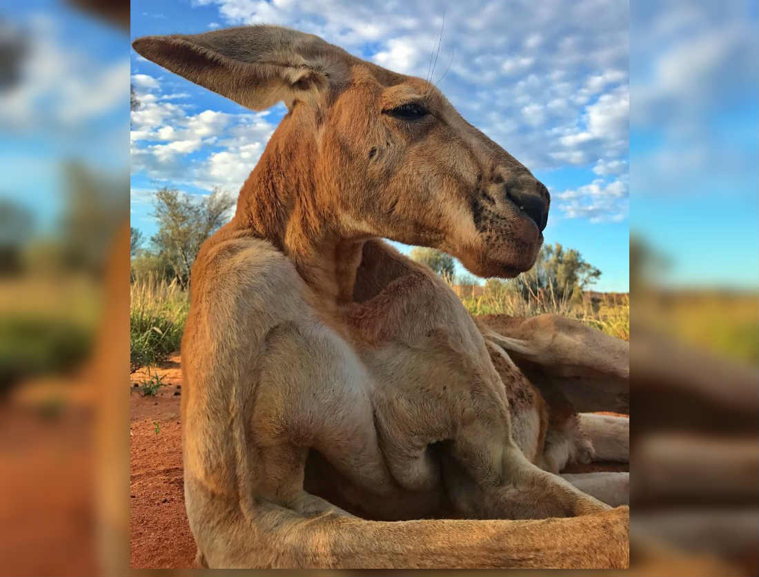 Pierde la vida el canguro más musculoso del mundo