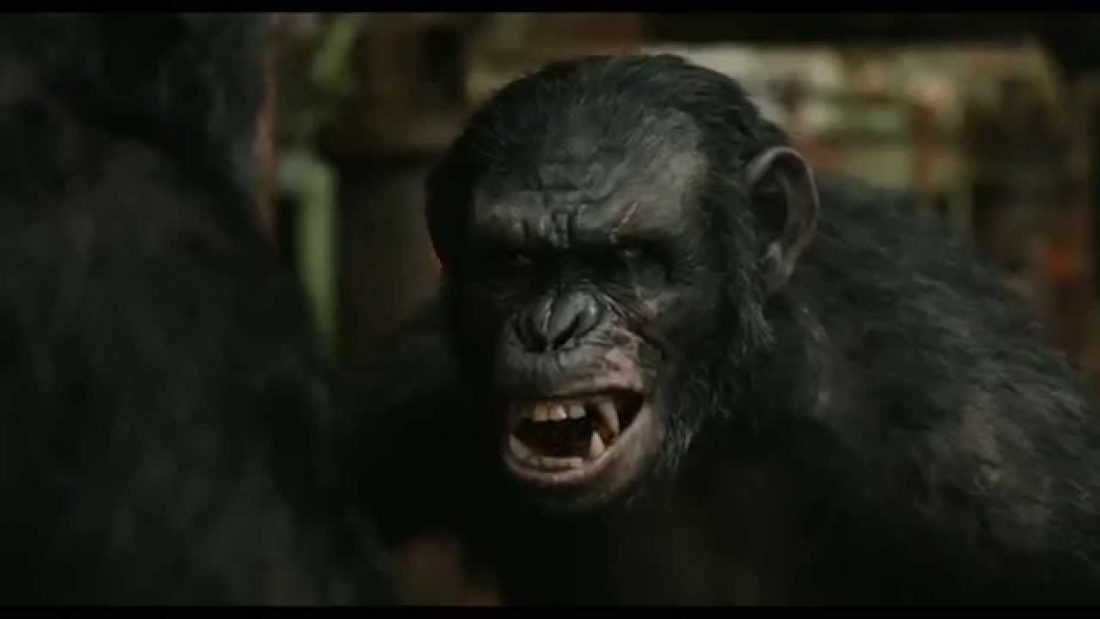 VIDEO: Exhiben la isla donde viven los chimpancés infectados por laboratorio