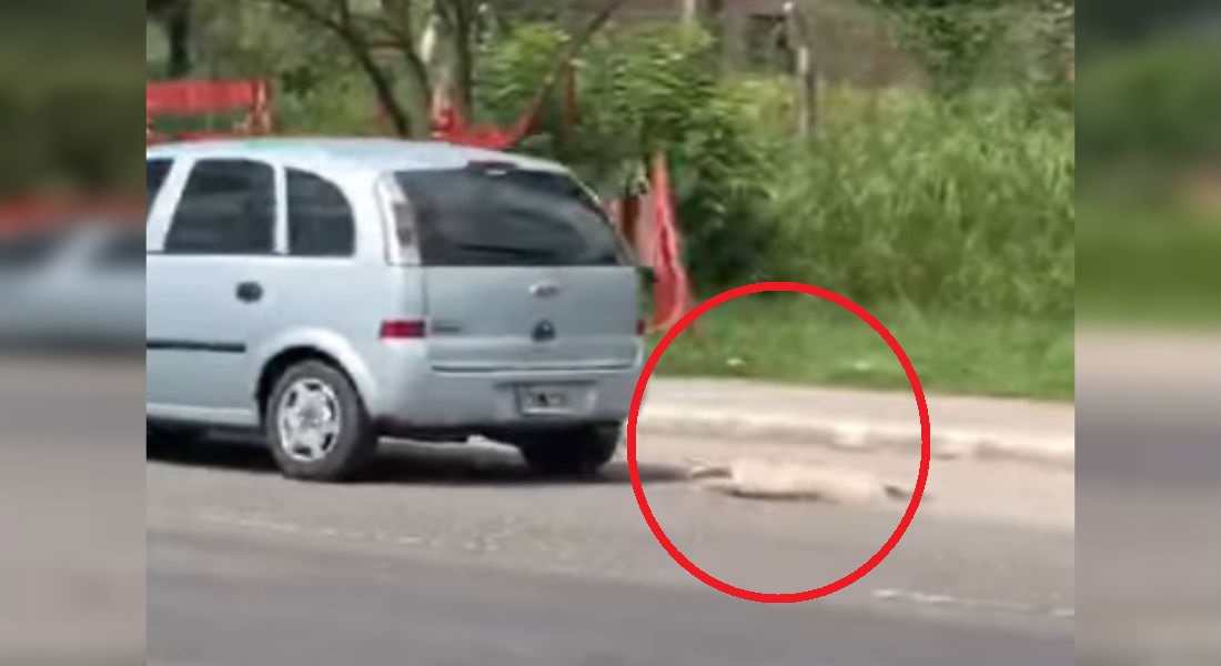 VIDEO: Perro lucha por su vida atado al coche de su dueño