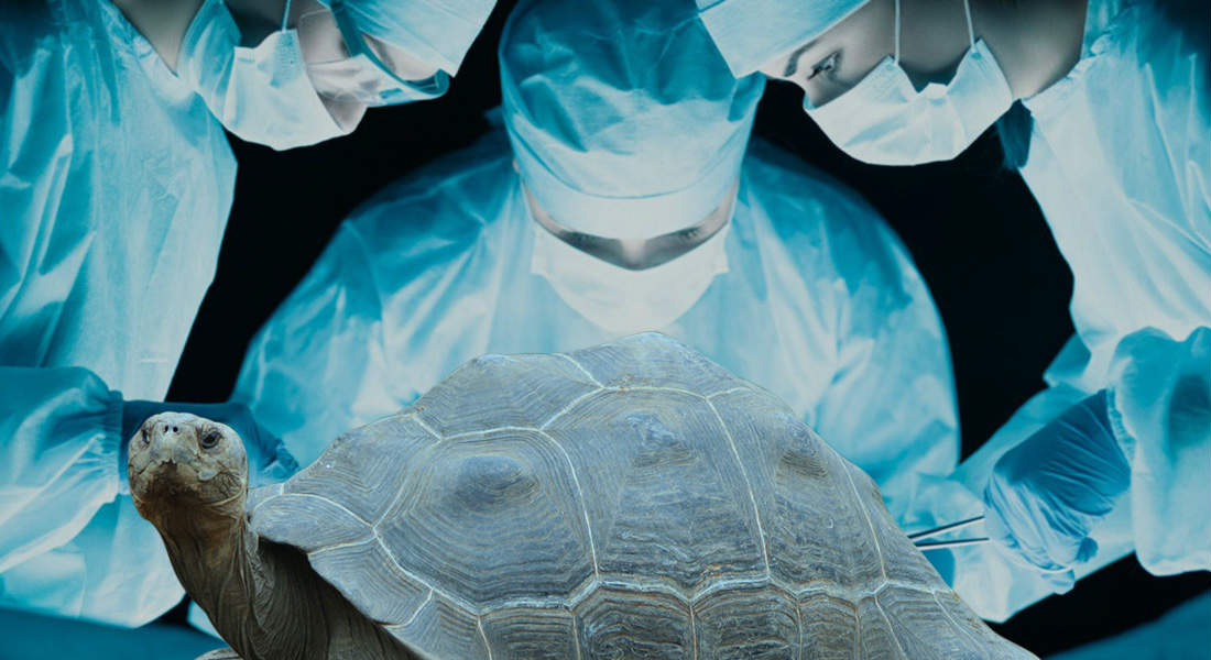 El ADN de las tortugas podría combatir el envejecimiento y el cáncer