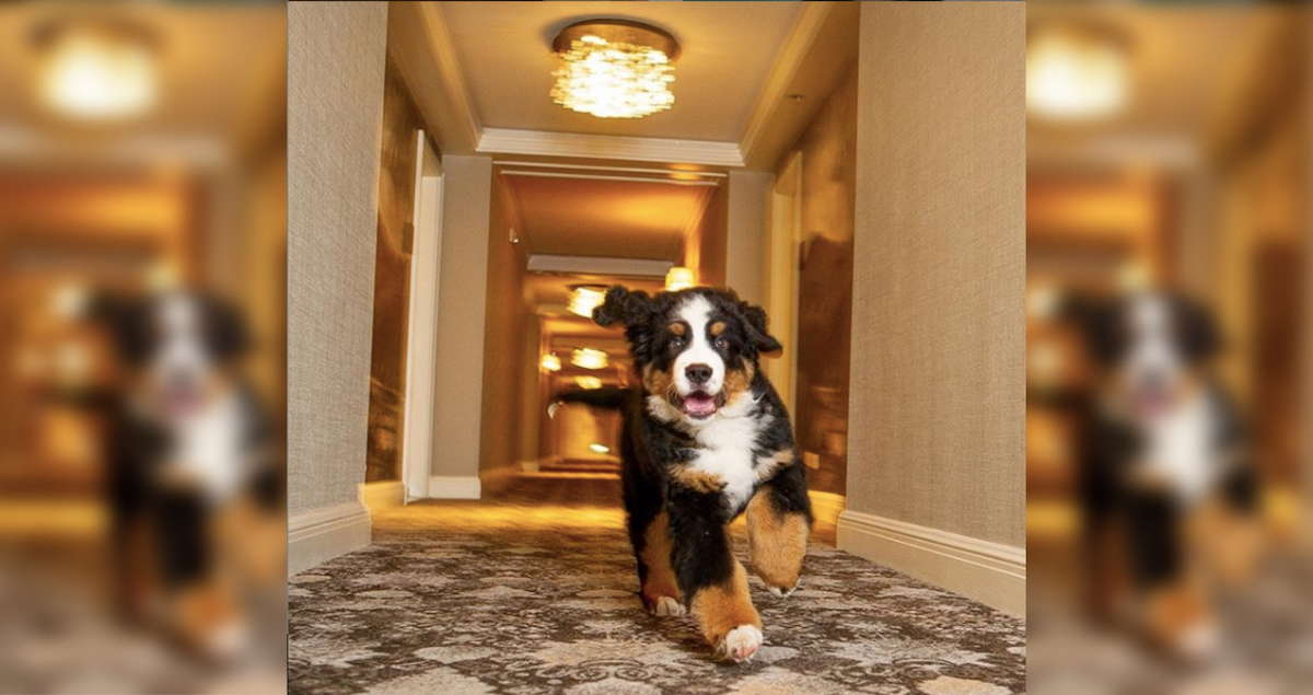 FOTOS: Este hotel tiene una perra que se acurruca contigo en las noches