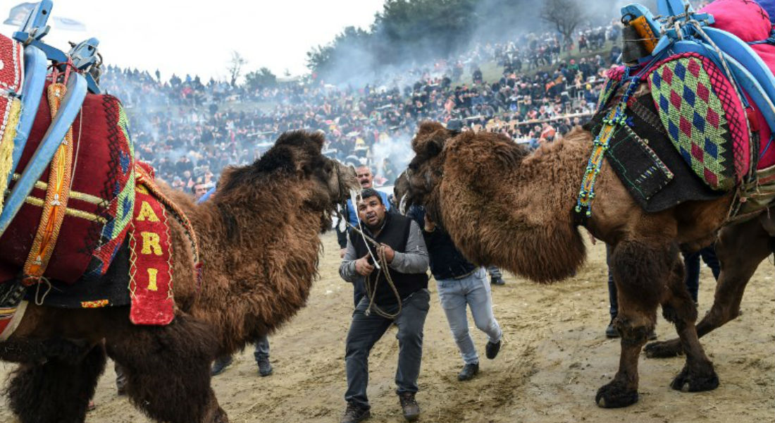 Peleas de camellos deben incluirse en Lista de Patrimonio Mundial: Bakici