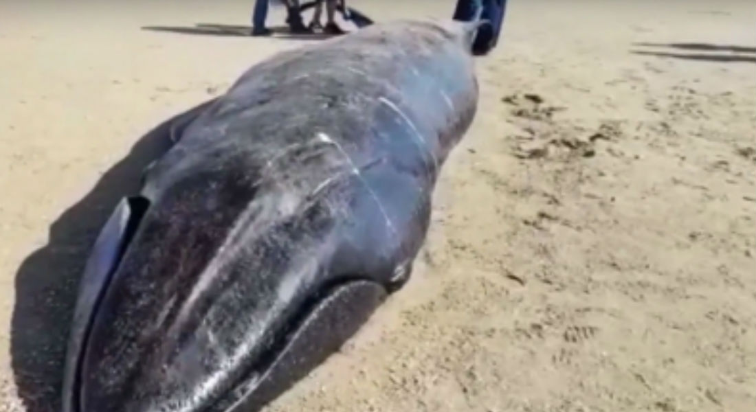 Profepa atendió reporte de cadáver de ballena en Baja California