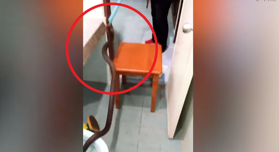 VIDEO: Hombre encuentra cobra de metro y medio en el inodoro