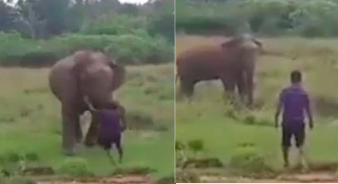 VIDEO: Elefante aplasta a un hombre que intentaba hipnotizarlo
