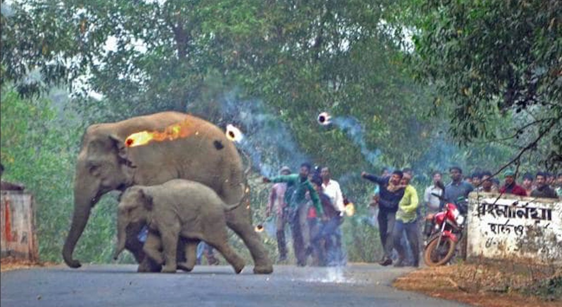 FOTOS: Aldeanos atacan con fuego y piedras a elefante y su cría