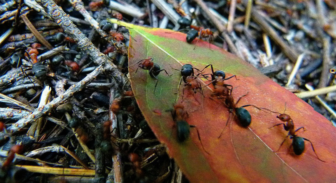 Colonia de hormigas salva a una adolescente de ser abusada
