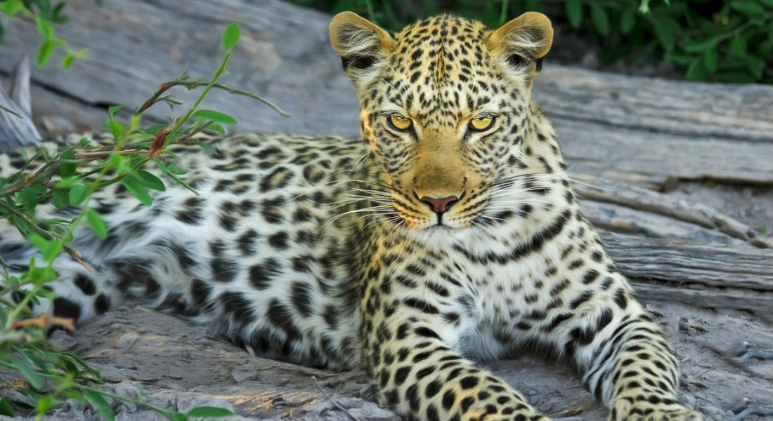 Miles de jaguares corren peligro con proyecto del Tren Maya