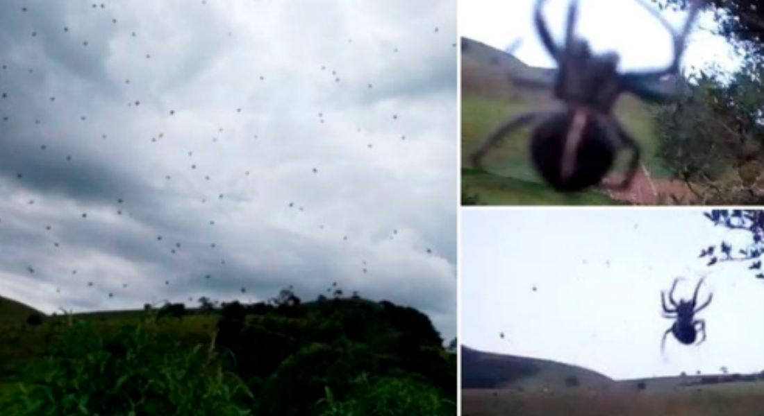 VIDEO: “Lluvia de arañas” atemoriza a la comunidad brasileña