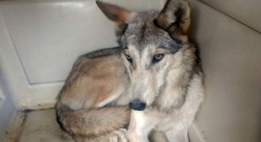 El «lobo de Aragón» será trasladado a centro de conservación en Los Reyes