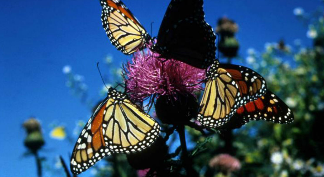Aumenta favorablemente presencia de mariposa monarca en México