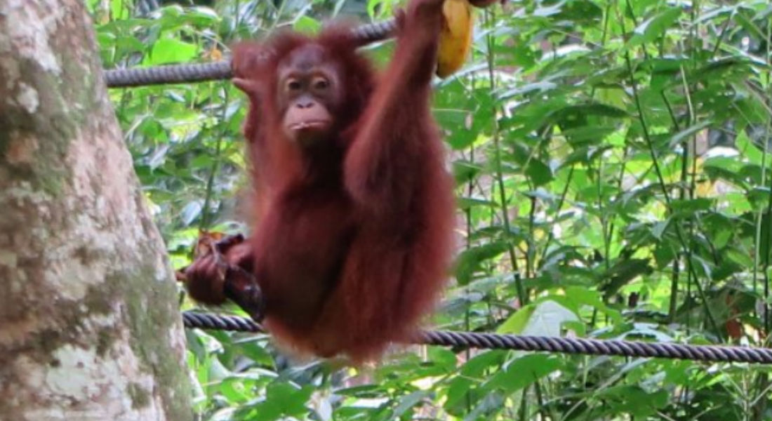 Noruega prohíbe biocombustible de aceite de palma para salvar orangutanes