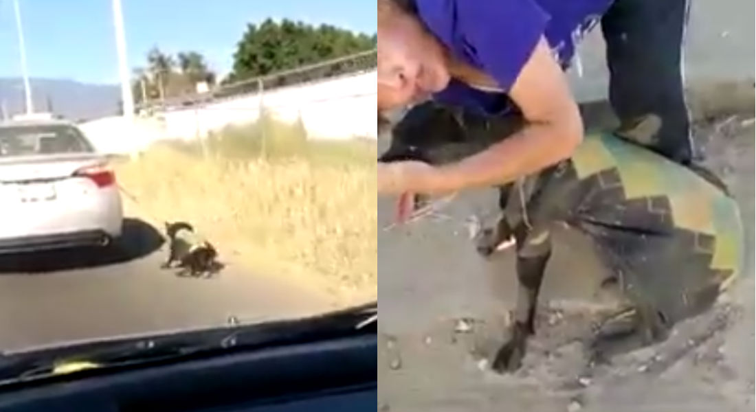 VIDEO: Mujer amarró y arrastró a su perro con el auto