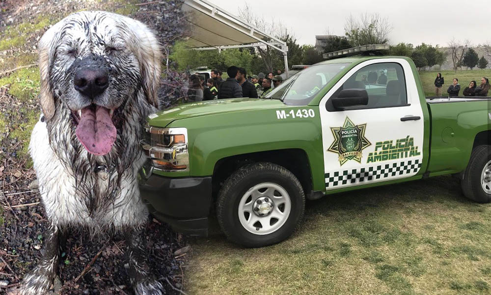Policía Ambiental rescata a dos perros de ahogarse en pozo de lodo